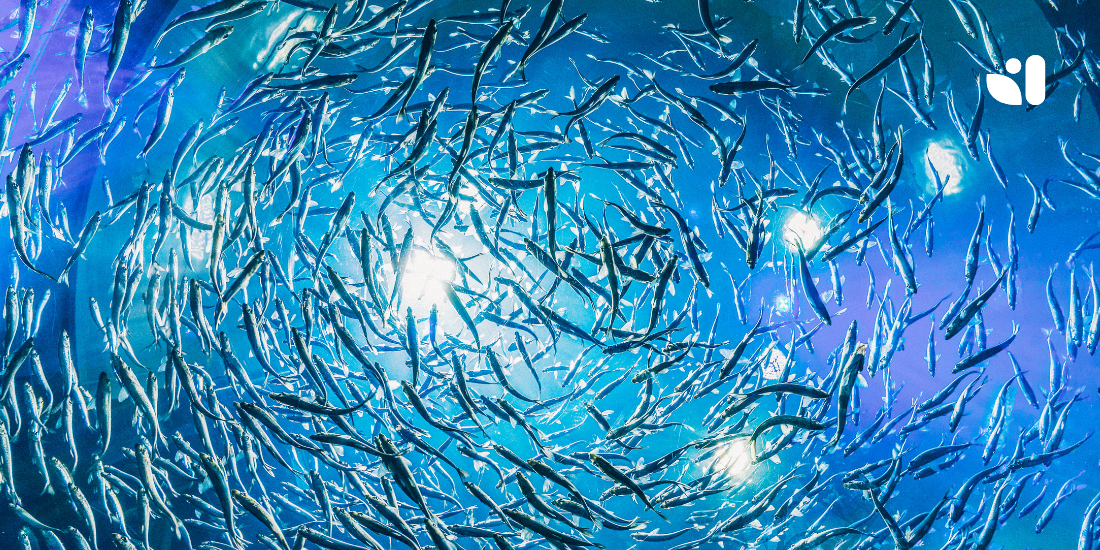 Omega-3: Essenziali per il Benessere