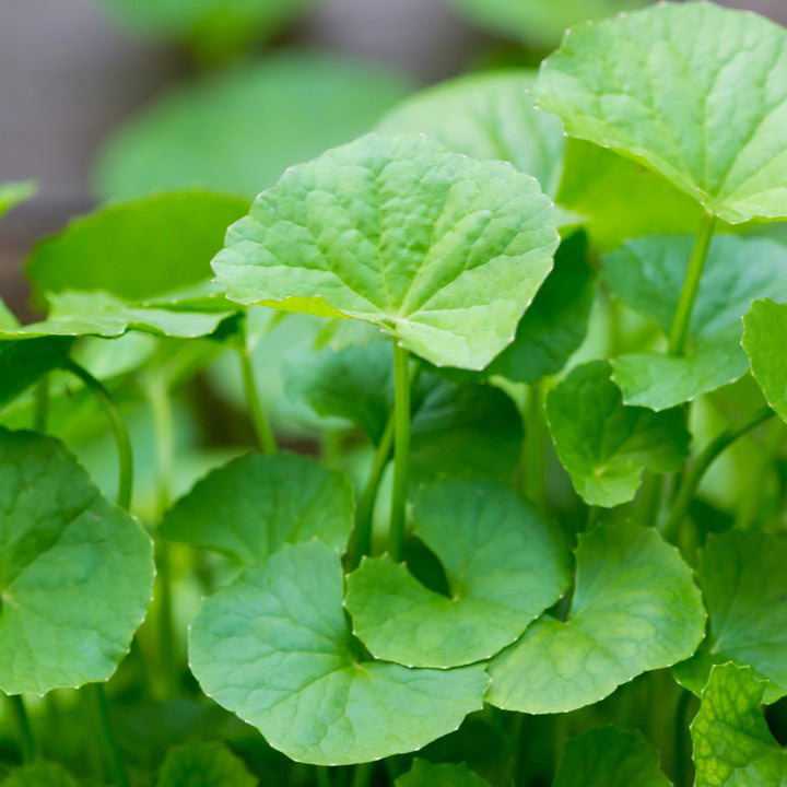 Centella