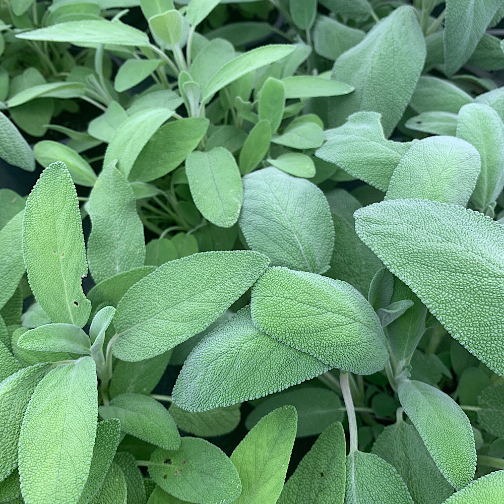 Salvia