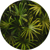 serenoa repens prostata